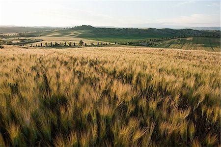 Barley field in evening light near Siena, Tuscany, Italy Stock Photo - Premium Royalty-Free, Code: 614-03684329