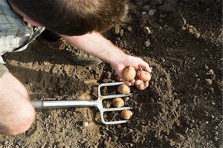 potatoes earth - Man digging potatoes with fork Stock Photo - Premium Royalty-Free, Code: 614-03684459