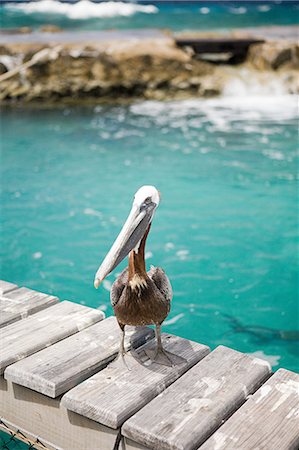 pelícano - Pelican, Curacao, Antilles Foto de stock - Sin royalties Premium, Código: 614-03697074