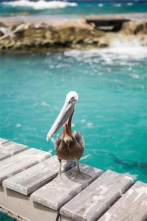 pélican - Pelican, Curacao, Antilles Stock Photo - Premium Royalty-Free, Code: 614-03697074