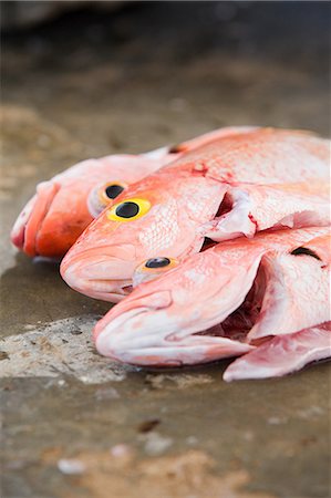 peces pargo - Snapper fish Foto de stock - Sin royalties Premium, Código: 614-03697077