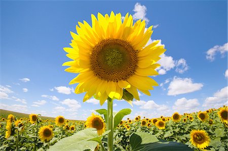sun flowers sky - Sunflower field Stock Photo - Premium Royalty-Free, Code: 614-03697072
