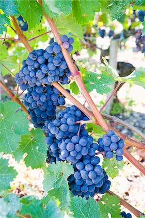 Bordeaux grapes, Gironde, France Stock Photo - Premium Royalty-Free, Code: 614-03747158