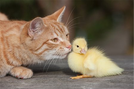 deux animaux - Caneton et chat Ginger Photographie de stock - Premium Libres de Droits, Code: 614-03747397