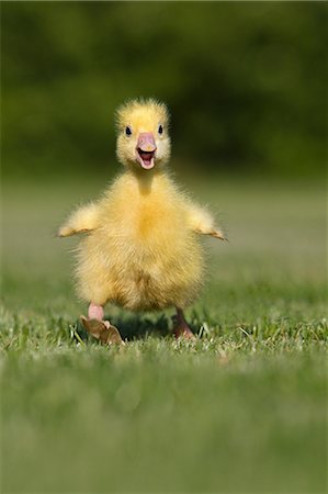 simsearch:614-03747435,k - One gosling walking on grass Stock Photo - Premium Royalty-Free, Code: 614-03747390