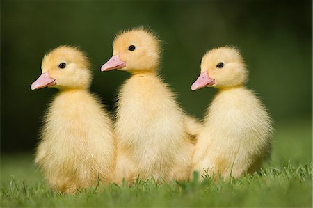 Three ducklings on grass Stock Photo - Premium Royalty-Free, Code: 614-03747405