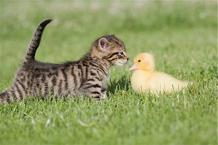 side view cats - Kitten and duckling on grass Stock Photo - Premium Royalty-Free, Code: 614-03747407