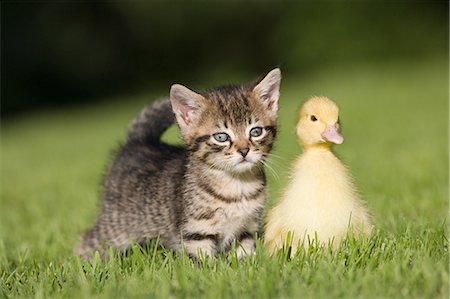 ente (vogel) - Kätzchen und Entenküken auf Gras Stockbilder - Premium RF Lizenzfrei, Bildnummer: 614-03747400