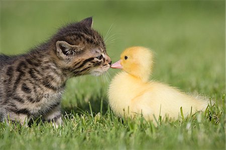 Kitten and duckling on grass Foto de stock - Sin royalties Premium, Código: 614-03747411