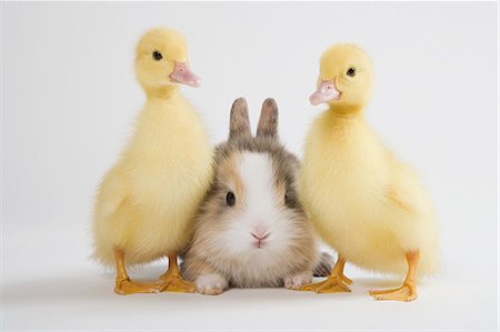 Two ducklings and rabbit, studio shot Stock Photo - Premium Royalty-Free, Code: 614-03747425