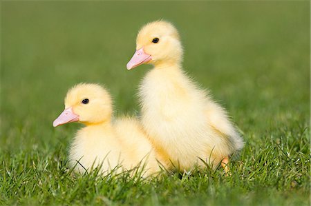 duveteux - Deux oisillons sur l'herbe Photographie de stock - Premium Libres de Droits, Code: 614-03747423