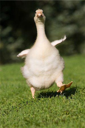 simsearch:614-03747435,k - One gosling running on grass Stock Photo - Premium Royalty-Free, Code: 614-03747438