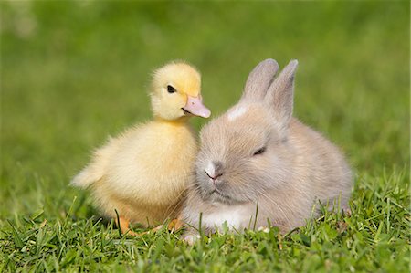 Rabbit and duckling on grass Foto de stock - Sin royalties Premium, Código: 614-03747454