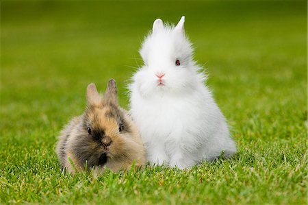 Deux lapins assis sur l'herbe Photographie de stock - Premium Libres de Droits, Code: 614-03747596