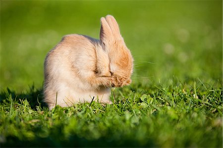 One rabbit sitting on grass cleaning itself Stock Photo - Premium Royalty-Free, Code: 614-03747606