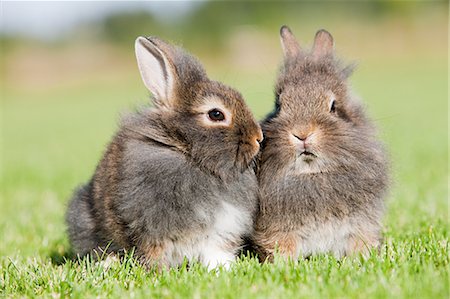 Two rabbits sitting on grass Stock Photo - Premium Royalty-Free, Code: 614-03747603