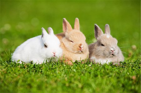 Three rabbits sitting on grass Stock Photo - Premium Royalty-Free, Code: 614-03747614