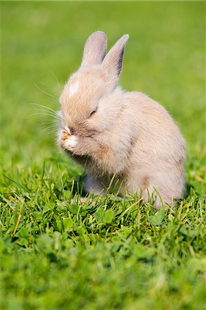 rabbit in grass - One rabbit sitting on grass cleaning itself Stock Photo - Premium Royalty-Free, Code: 614-03747615