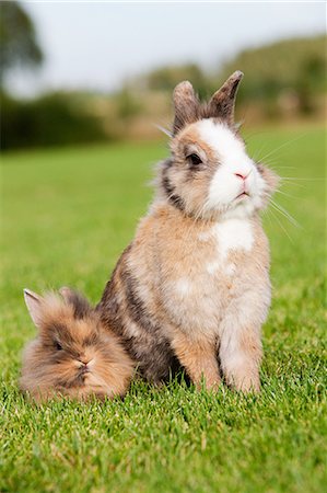 Two rabbits sitting on grass Stock Photo - Premium Royalty-Free, Code: 614-03747617