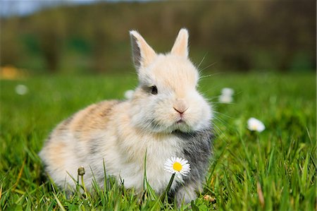 One rabbit sitting on grass Stock Photo - Premium Royalty-Free, Code: 614-03747620
