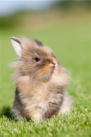 duveteux - One rabbit sitting on grass Foto de stock - Sin royalties Premium, Código: 614-03747622