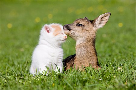 picture of cat sitting on plant - Fawn and kitten sitting on grass Stock Photo - Premium Royalty-Free, Code: 614-03747631