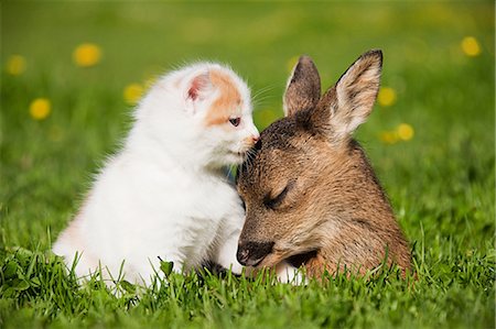 picture of cat sitting on plant - Fawn and kitten sitting on grass Stock Photo - Premium Royalty-Free, Code: 614-03747643