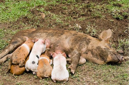 Piglets suckling Foto de stock - Sin royalties Premium, Código: 614-03763757