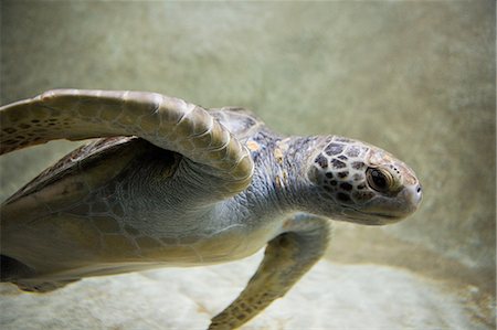 Green sea turtle Foto de stock - Sin royalties Premium, Código: 614-03763947