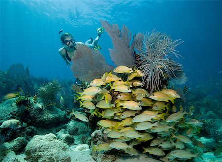 Female snorkeler on coral reef Foto de stock - Sin royalties Premium, Código: 614-03784196