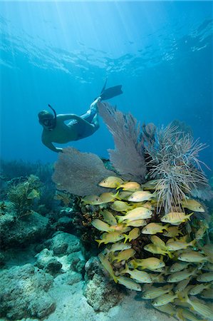 fish underwater school - Snorkeler on coral reef Stock Photo - Premium Royalty-Free, Code: 614-03784197