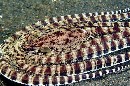 simsearch:614-03903777,k - Octopus mimics a flounder Stock Photo - Premium Royalty-Free, Code: 614-03784191