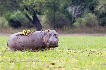 Grazing Hippopotamus Stock Photo - Premium Royalty-Free, Code: 614-03784207
