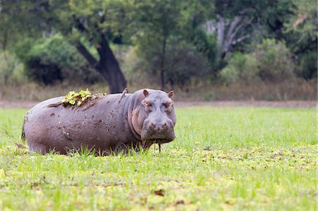 Pâturage hippopotame Photographie de stock - Premium Libres de Droits, Code: 614-03784207