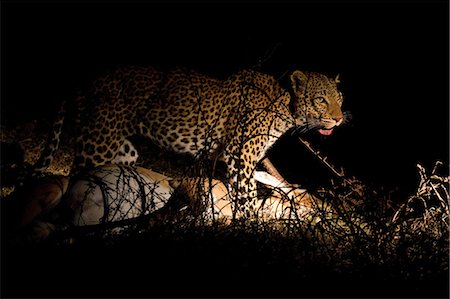 Leopard with fresh kill Foto de stock - Sin royalties Premium, Código: 614-03784209
