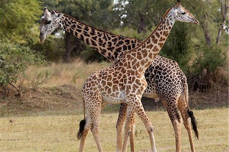 Hommes et femmes girafes Photographie de stock - Premium Libres de Droits, Code: 614-03784217