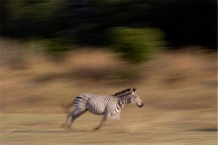 Running zebra Stock Photo - Premium Royalty-Free, Code: 614-03784218