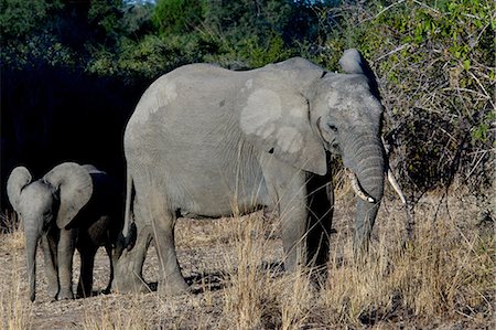 simsearch:400-07232278,k - Female and baby elephant Foto de stock - Royalty Free Premium, Número: 614-03784210