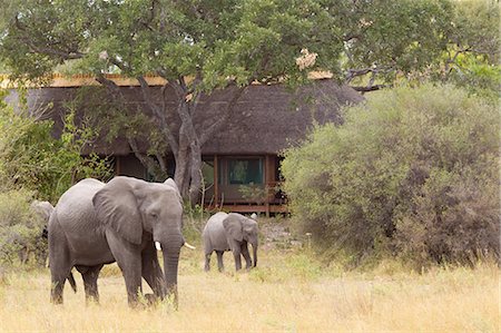 elephant wide angle - Civilization amid Wildlife Stock Photo - Premium Royalty-Free, Code: 614-03784225