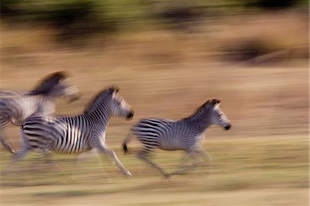 Running zebra Stock Photo - Premium Royalty-Free, Code: 614-03784220