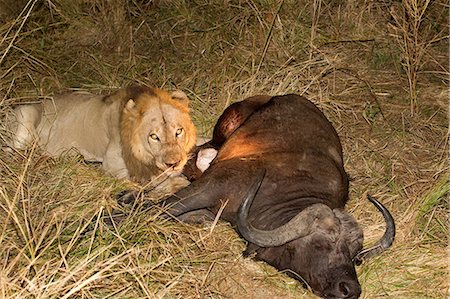 eating at night - Lion with fresh kill Stock Photo - Premium Royalty-Free, Code: 614-03784221