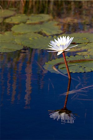 Water lily with reflection Foto de stock - Sin royalties Premium, Código: 614-03784235