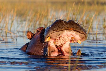 simsearch:614-03784233,k - Hippo feeds on river grass Foto de stock - Sin royalties Premium, Código: 614-03784236