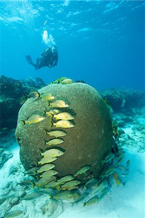 Scuba diver on coral reef Foto de stock - Sin royalties Premium, Código: 614-03784244