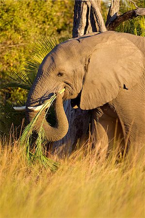 delta d'okavango - Éléphant, mangeant de l'herbe Photographie de stock - Premium Libres de Droits, Code: 614-03784240