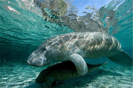 sea life under water not people - Manatee and young Stock Photo - Premium Royalty-Free, Code: 614-03784241