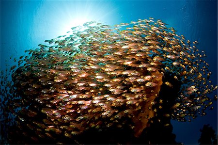 fish underwater school - Mass of Golden sweepers Stock Photo - Premium Royalty-Free, Code: 614-03784251