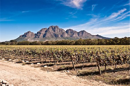 stellenbosch - Vines in vineyard Stock Photo - Premium Royalty-Free, Code: 614-03818575