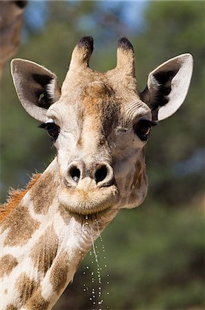 dribbler - Girafe, gros plan Photographie de stock - Premium Libres de Droits, Code: 614-03902374