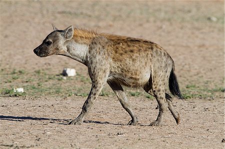 stalking - Spotted hyena in desert Foto de stock - Sin royalties Premium, Código: 614-03902377